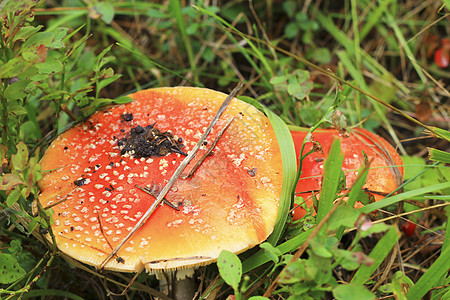 秋林种植的红拖鞋蘑菇木头日光草地宏观危险食物叶子生物药品植物图片