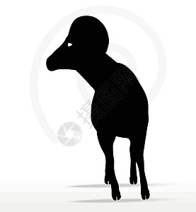 大角绵羊 摇摇头姿势草图白色宠物山羊哺乳动物插图黑色阴影冒充荒野图片