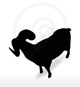 大角绵羊 摇摇头姿势插图冒充草图哺乳动物白色荒野阴影宠物山羊黑色图片