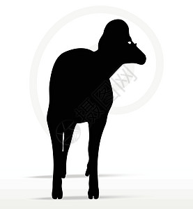 大角绵羊 摇摇头姿势草图阴影宠物哺乳动物山羊黑色冒充荒野插图白色图片