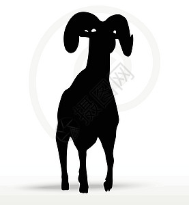 大角绵羊在行走姿势中摇摆阴影草图冒充插图白色山羊黑色宠物荒野哺乳动物图片