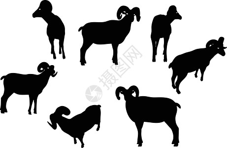 大角绵羊 摇摇头姿势荒野哺乳动物插图宠物冒充阴影白色山羊黑色草图图片