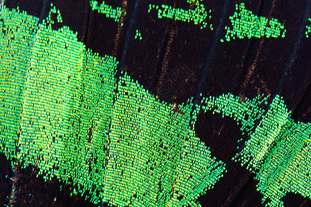 绿蝴蝶翅膀动物绿色鳞翅目脆弱性昆虫热带宏观背景图片