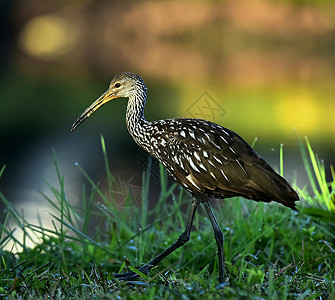 瘸子沼泽避难所动物群沼泽地蜗牛湿地荒野脖子鸟类野生动物图片