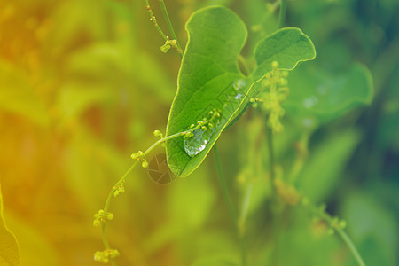 叶子上下水滴植物学生长雨滴静脉草地环境绿色树叶背景图片
