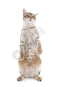 选项卡猫爪子猫科棕色宠物虎斑动物工作室背景图片