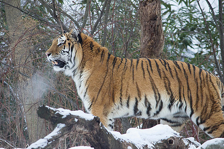 冬季猫动物简介老虎哺乳动物雪地食肉野生动物捕食者大猫背景图片