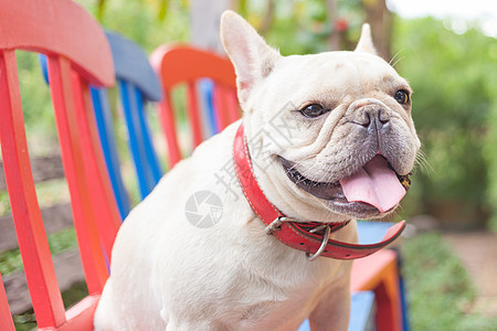 聪明的法国斗牛犬坐着看动物黑色斗牛犬白色耳朵婴儿犬类宠物乐趣舌头图片