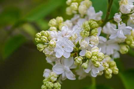 百合花开花绿色墙纸城市蓝色花园艺术植物白色季节图片