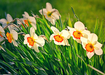 剪刀在花园里开花 在一片绿草丛中阳光黄绿色背景花瓣植物学季节树叶公园水仙白色图片