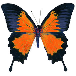 白色上孤立的花丽蝴蝶宏观动物橙子热带昆虫黑色脆弱性紫色君主生物学图片