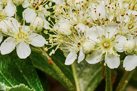 山灰闪烁花园季节花朵雄蕊植物花瓣花蜜花粉白色绿色背景图片