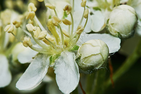 山灰闪烁季节花瓣花园植物花粉雄蕊花朵花蜜白色绿色背景图片