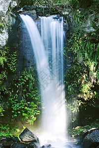 坦波林山的柯蒂斯瀑布叶子生态溪流遗产自然环境风景荒野国家公园森林图片