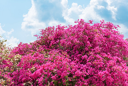 阿萨莱亚花朵粉色树林绿色植物紫色灌木公园园丁红色花园图片