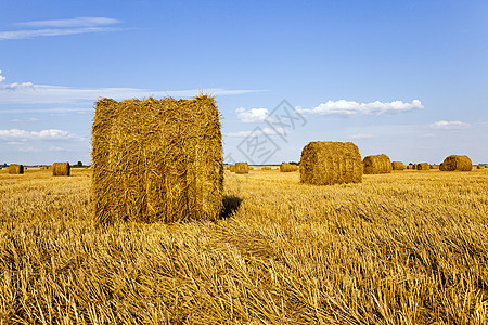 农业农田稻草金子谷物橙子土地粮食季节面包棒子玉米图片