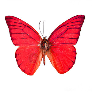 白色上孤立的花丽蝴蝶翅膀异国野生动物脆弱性情调红色昆虫图片