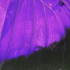 紫蝴蝶翅膀紫色君主宏观昆虫背景图片
