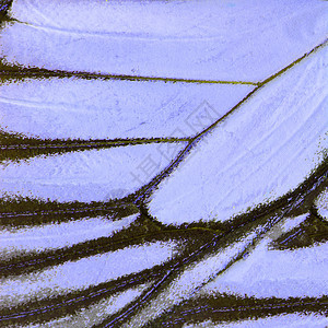 紫蝴蝶翅膀君主紫色宏观昆虫背景图片