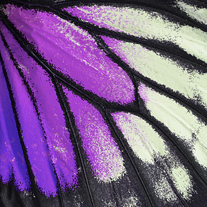 紫蝴蝶翅膀宏观昆虫紫色君主背景图片