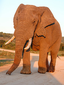 非洲大雄象在芥末图片
