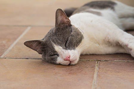 Motley 猫爪子胡须边界鼻子棕色眼睛耳朵绿色眼球灰色背景图片