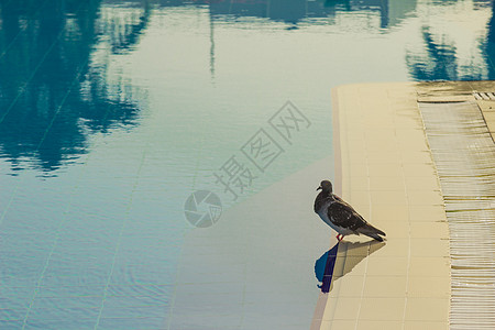 鸽子游泳池棕色石头羽毛黄色反射水池白色背景图片