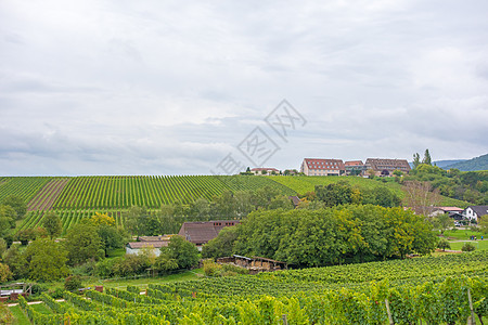 德国农场葡萄栽培草地高清图片