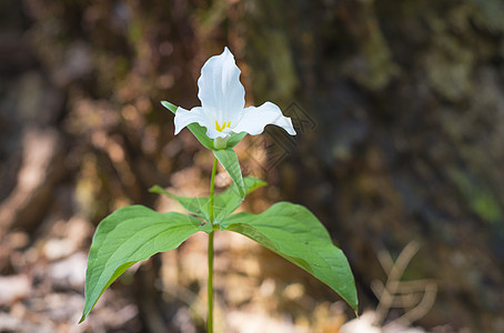 在野外生长的白色三角植物雌蕊荒野花瓣野花高清图片