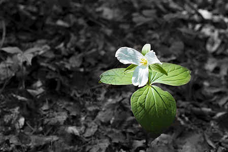 在野外生长的白色三角雌蕊植物花瓣野花荒野高清图片