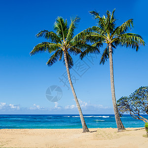 夏威夷沙地波布海滩上的椰子棕榈树热带休息目的地蓝绿色海景沙滩旅游天空海滩蓝色图片