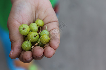儿童手掌中的鹅莓绿色手指孩子们棕榈水果农业恩赐浆果大自然收成图片