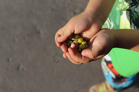 儿童手掌中的鹅莓手指收成水果棕榈恩赐大自然农业绿色浆果孩子们图片