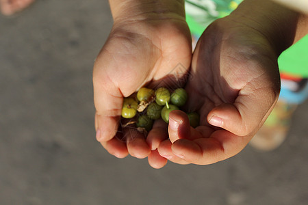 儿童手掌中的鹅莓农业大自然孩子们恩赐手指棕榈收成水果绿色浆果图片