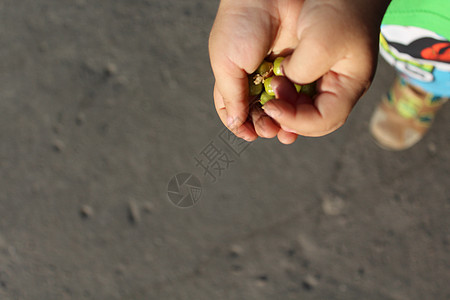 儿童手掌中的鹅莓恩赐大自然绿色孩子们浆果收成手指农业水果棕榈图片