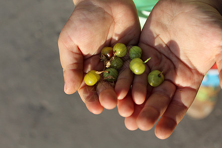 儿童手掌中的鹅莓浆果手指孩子们大自然农业绿色收成棕榈水果恩赐图片