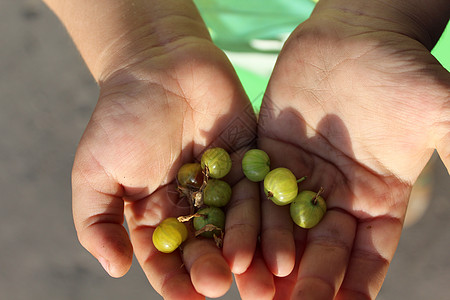 儿童手掌中的鹅莓收成棕榈水果恩赐大自然孩子们农业浆果绿色手指图片