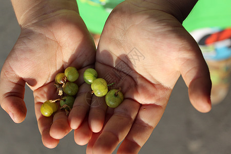 儿童手掌中的鹅莓农业孩子们手指恩赐大自然绿色浆果水果棕榈收成图片
