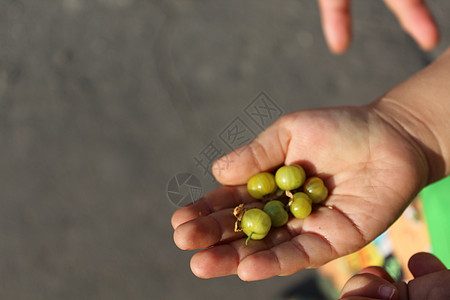 儿童手掌中的鹅莓手指恩赐收成农业浆果棕榈绿色孩子们大自然水果图片