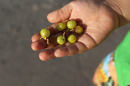 儿童手掌中的鹅莓绿色收成恩赐水果浆果孩子们大自然棕榈农业手指图片