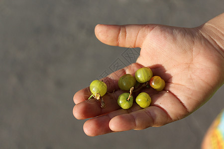 儿童手掌中的鹅莓收成大自然孩子们棕榈恩赐水果浆果农业绿色手指图片