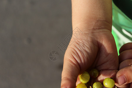儿童手掌中的鹅莓绿色手指农业棕榈水果收成孩子们浆果恩赐大自然图片