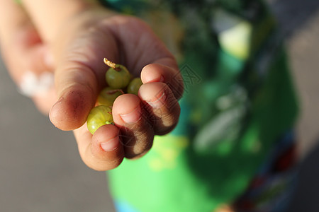 儿童手掌中的鹅莓农业水果恩赐大自然浆果绿色手指棕榈收成孩子们图片