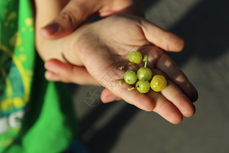 儿童手掌中的鹅莓绿色浆果手指大自然恩赐孩子们收成水果棕榈农业图片