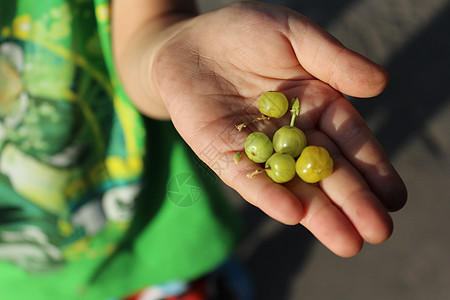 儿童手掌中的鹅莓收成大自然农业手指棕榈恩赐水果浆果绿色孩子们图片
