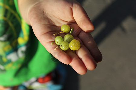 儿童手掌中的鹅莓手指孩子们水果棕榈绿色浆果收成大自然农业恩赐图片