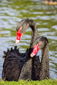 两只黑天鹅公园眼睛黑色脖子栖息地绿色红色女性游泳背景图片