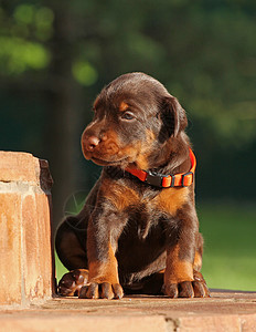 多伯曼小狗休息丝带腰带犬类宠物花园假期警卫绿色团体短毛图片