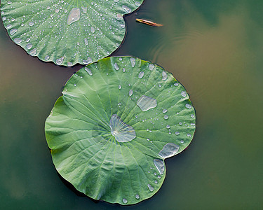湖里的绿莲叶宏观植物群植物沼泽百合花园植物学荷花冥想公园图片