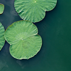 湖里的绿莲叶池塘宏观冥想植物荷花植物群植物学花园百合叶子图片